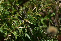 Psorodonotus illyricus