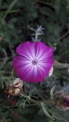 Silene coronaria