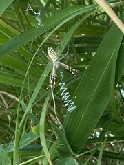 Argiope bruennichi