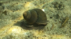 Viviparus contectus