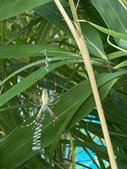 Argiope bruennichi