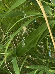 Argiope bruennichi
