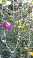 Silene coronaria