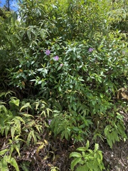 Melastoma septemnervium