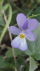 Viola