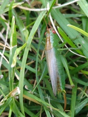 Orchelimum silvaticum