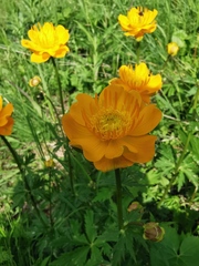 Trollius chinensis