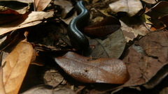Rhinocricidae