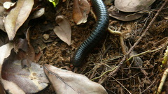 Rhinocricidae