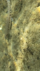Cobitis taenia