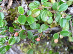 Cotoneaster morrisonensis