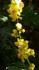 Verbascum