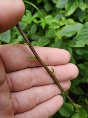 Media resource of Eurybia radula