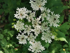 Heracleum moellendorffii