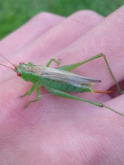 Orchelimum silvaticum