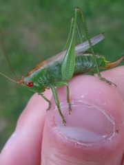 Orchelimum silvaticum