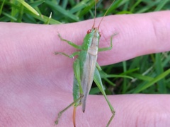 Orchelimum silvaticum