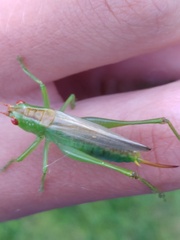 Orchelimum silvaticum