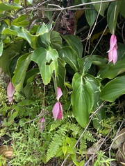 Medinilla magnifica