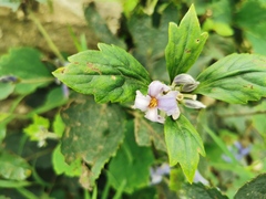 Clematis heracleifolia
