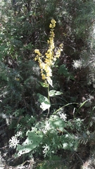 Verbascum