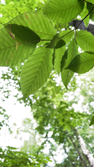 Fagus grandifolia