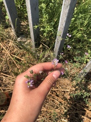 Medicago