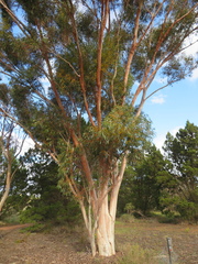 Eucalyptus brockwayi
