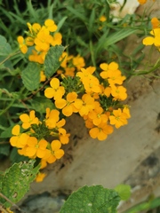 Erysimum amurense