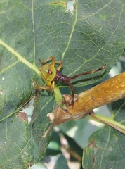 Gonocerus
