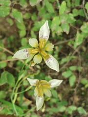 Iris dichotoma