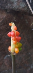 Arum korolkowii
