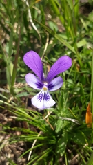 Viola