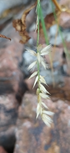 Persian Melic Grass (Melica persica)