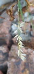 Melica persica