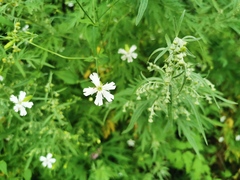Silene tatarinowii