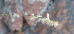 Melica persica