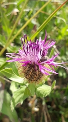 Centaurea