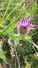 Centaurea
