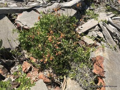 Cotyledon adscendens