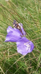 Campanula persicifolia
