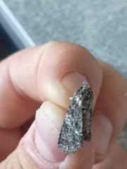 Acronicta megacephala