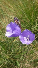Campanula persicifolia