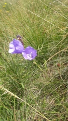 Campanula persicifolia