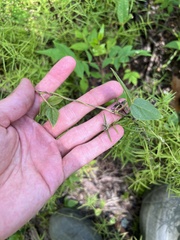 Amphicarpaea bracteata comosa