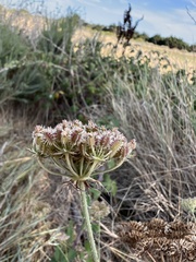 Daucus carota gummifer