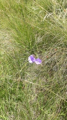 Campanula persicifolia