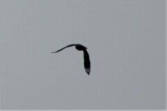 Eurystomus orientalis orientalis