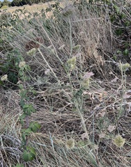 Daucus carota gummifer