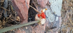 Arum korolkowii